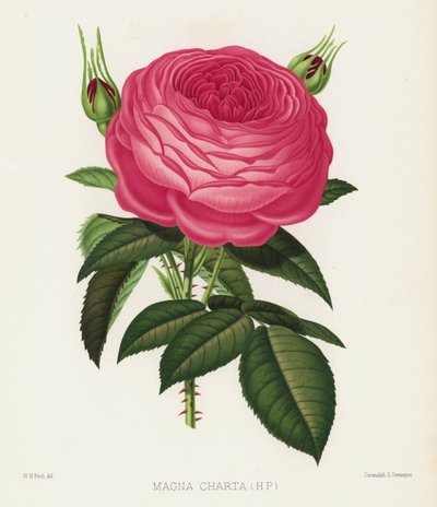 El jardín de rosas: Magna Charta de English School